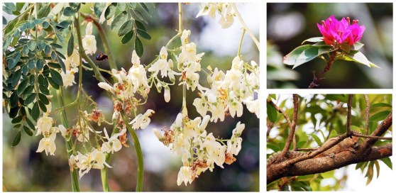 ecureuil bumble bee fleur CREST Bangalore