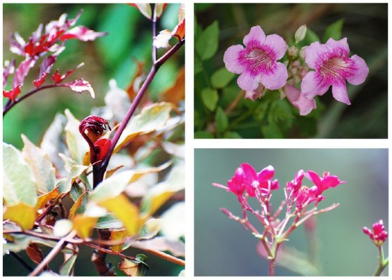 fleurs et bourgeon CREST Bangalore