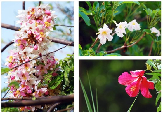 fleurs hibiscus CREST Bangalore