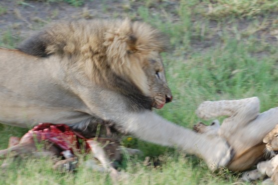 lion defense nourriture