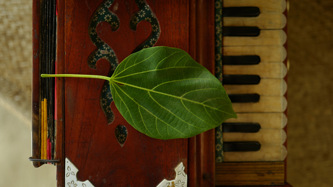harmonium leaf